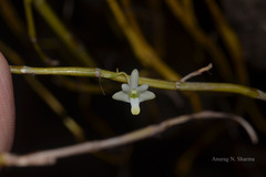 Dendrobium herbaceum